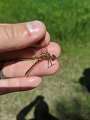 Dorocordulia lepida