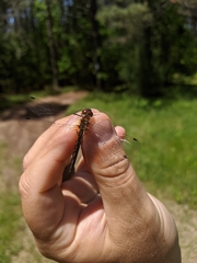 Dorocordulia lepida