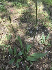 Plantago lanceolata