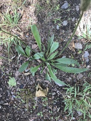 Plantago lanceolata