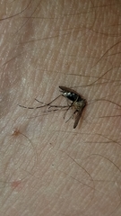 Ochlerotatus