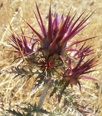 Cynara algarbiensis
