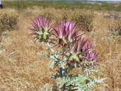 Cynara algarbiensis