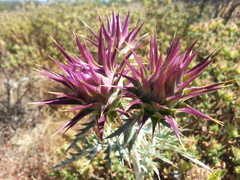 Cynara algarbiensis