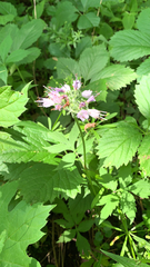 Hydrophyllum virginianum