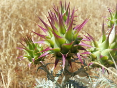 Cynara algarbiensis