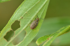 Ophraella conferta