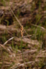 Carex prairea
