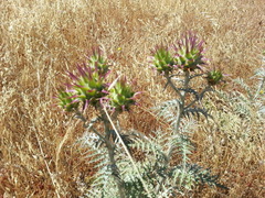 Cynara algarbiensis