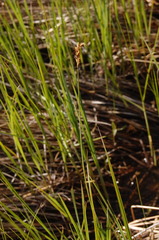 Carex prairea