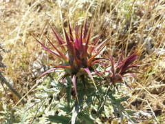 Cynara algarbiensis