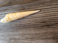 Terebrinae