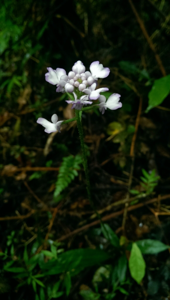 Cynorkis hologlossa