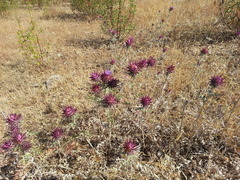 Cynara algarbiensis