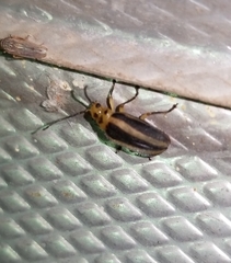 Derospidea brevicollis