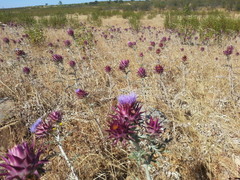Cynara algarbiensis