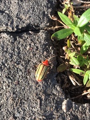 Disonycha quinquelineata