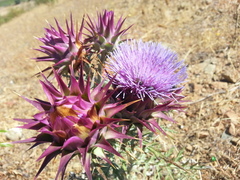 Cynara algarbiensis