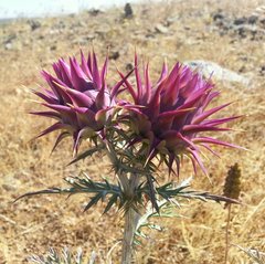 Cynara algarbiensis