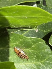 Ectobius lapponicus
