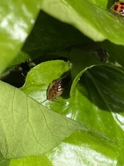 Ectobius lapponicus