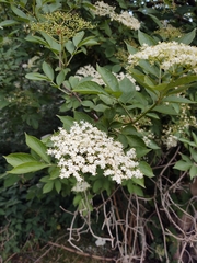 Sambucus nigra