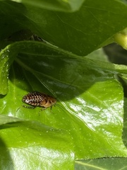 Ectobius lapponicus