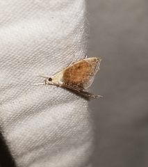 Glaphyria fulminalis