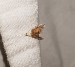 Glaphyria fulminalis