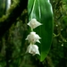 Powder Orchid - Photo (c) dennis-mada, some rights reserved (CC BY-NC), uploaded by dennis-mada
