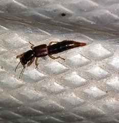 Pinophilus