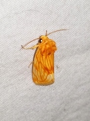 Cirrhophanus pretiosa