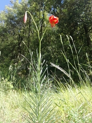 Lilium pomponium