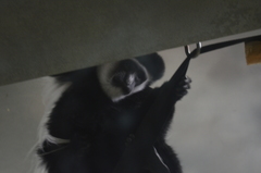 Colobus