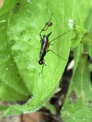 Rainieria