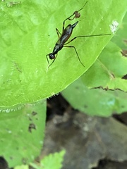 Rainieria