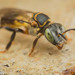 Gold-margined Stingless Bee - Photo (c) Nash Turley, some rights reserved (CC BY-NC), uploaded by Nash Turley