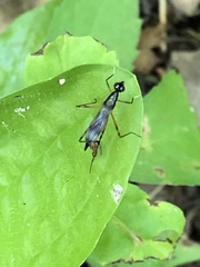 Rainieria