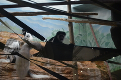 Colobus