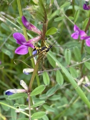 Amblyteles armatorius