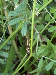 Amblyteles armatorius