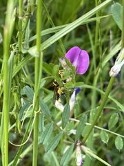 Amblyteles armatorius