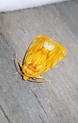 Cirrhophanus pretiosa