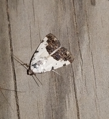 Tarache tetragona