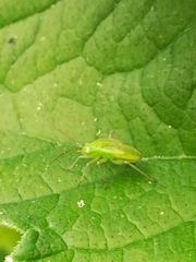 Adelphocoris lineolatus