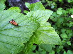 Nemophora degeerella