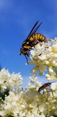 Spilomyia alcimus