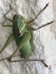 Pediodectes haldemanii