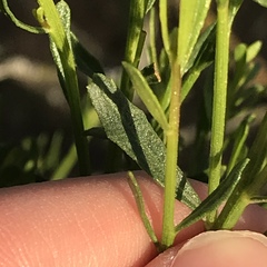 Baccharis sarothroides × pilularis