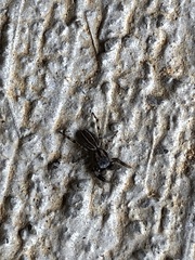 Metacyrba